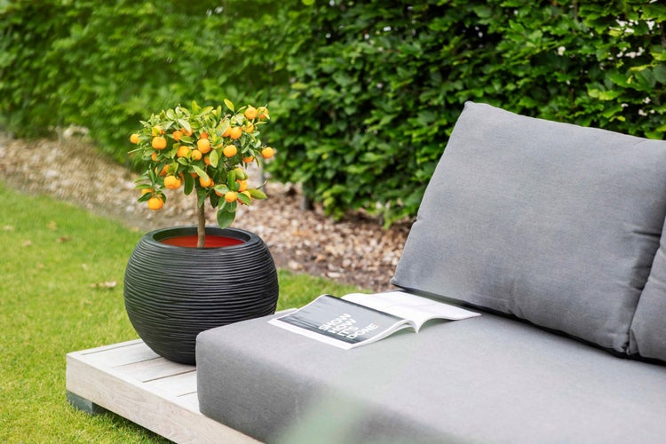 Kleiner Zitrusbaum im schwarzen Pflanztopf auf einer Terrasse neben einem grauen Gartensofa.