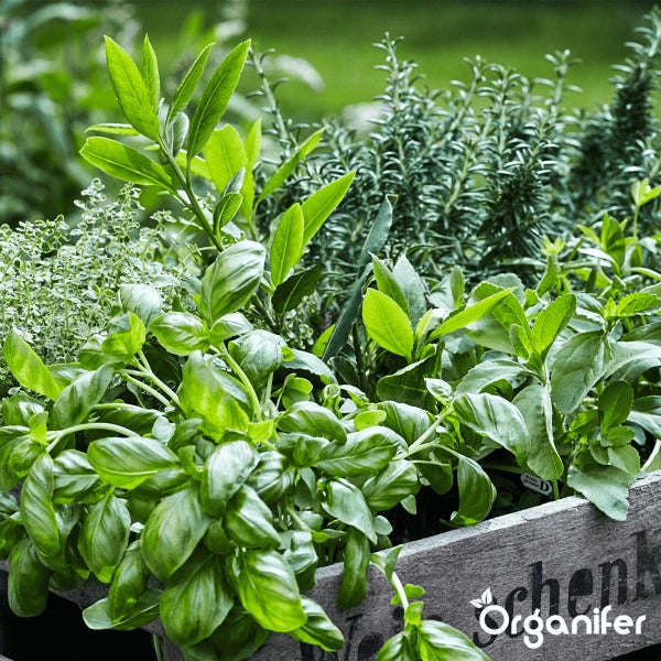 Kräutersamenpaket - 12 essenzielle Arten - Organifer