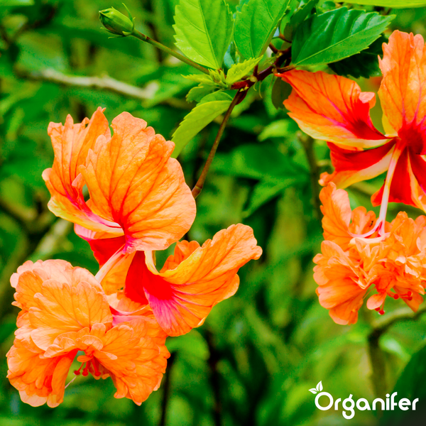 Oranger Hibiskus mit grünen Blättern und Organifer Logo.