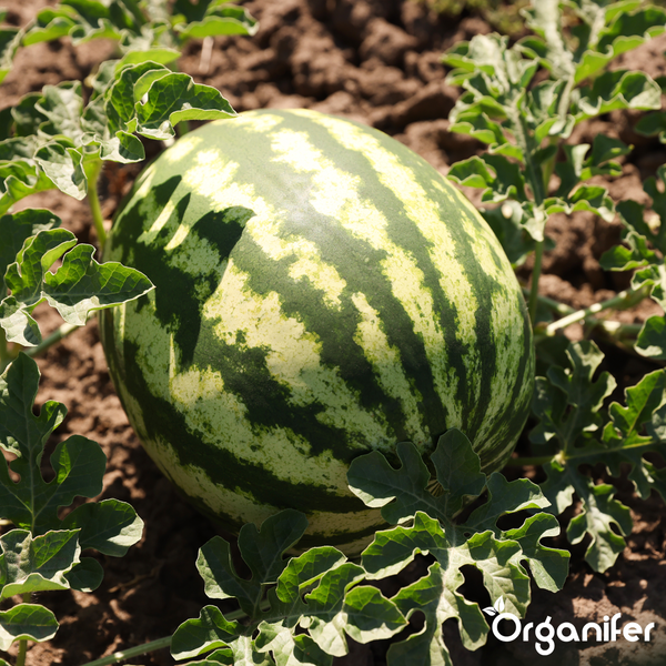 Gestreifte Wassermelone wächst im Gartenbeet zwischen grünen Blättern auf Erde. Organifer Logo.