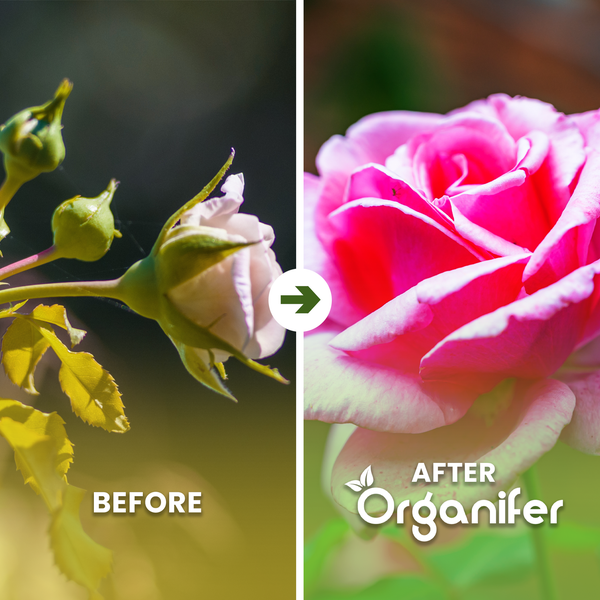 Vorher-Nachher-Vergleich einer Rose mit Organifer Dünger: zeigt die Entwicklung von der Knospe zur voll entwickelten Blüte.