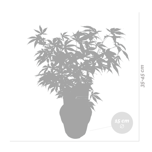 Tapetenrolle mit Blumenmuster