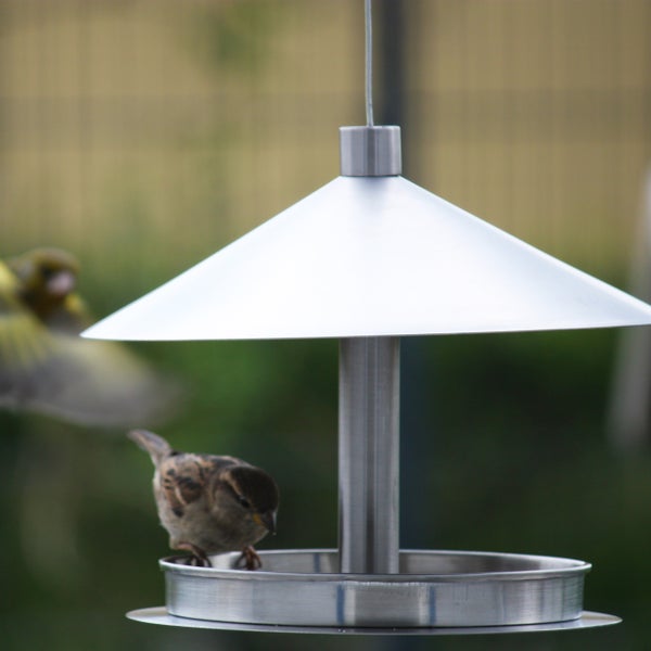 Vogel auf einer Vogeltränke