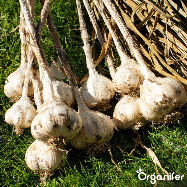 Frisch geerntete Knoblauchknollen mit Stielen auf Gras, Organifer Logo.