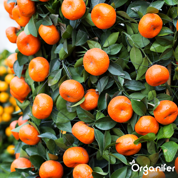 Calamondin Zitrusbaum mit Früchten und Organifer Logo.