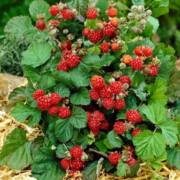 Bloomique - Rubus Idaeus 'Héritage' - Himbeerpflanze - Obstpflanzen - Gartenpflanzen - Winterhart - ⌀14 cm - Höhe 60-70 cm
