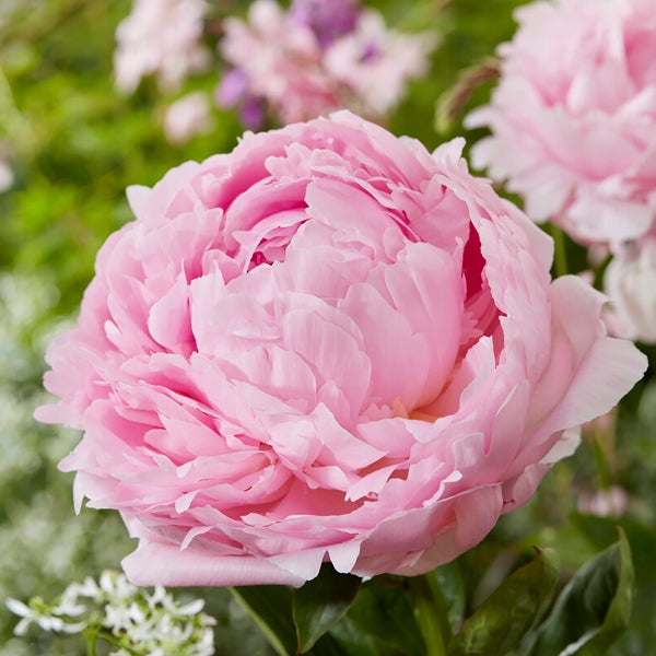 3x Paeonia Mix – Pfingstrose – Strauch – Winterhart – ⌀09 cm - ↕15-20 cm