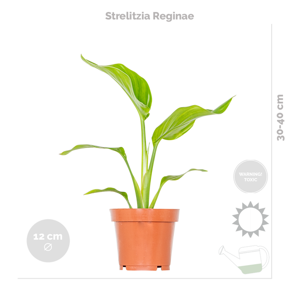 4x Stylischer Zimmerpflanzen-Mix - Chamaedorea-Dypsis-Musa-Strelitzia - Luftreinigend - ⌀12 cm - 20-45 cm