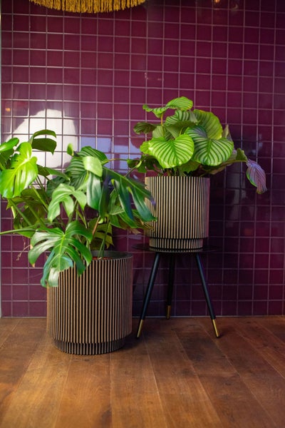 Zwei moderne Pflanzgefäße mit vertikaler Rillenstruktur in Holzoptik, bestückt mit Monstera und Calathea vor einer dunklen Fliesenwand.
