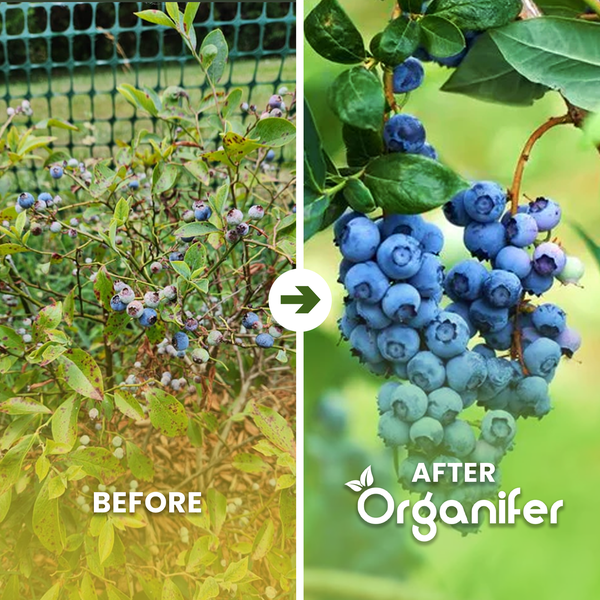 Vorher-Nachher-Vergleich einer Heidelbeerpflanze: Links schwache Pflanze, rechts gesunde Pflanze mit vielen großen Beeren. Organifer Logo.