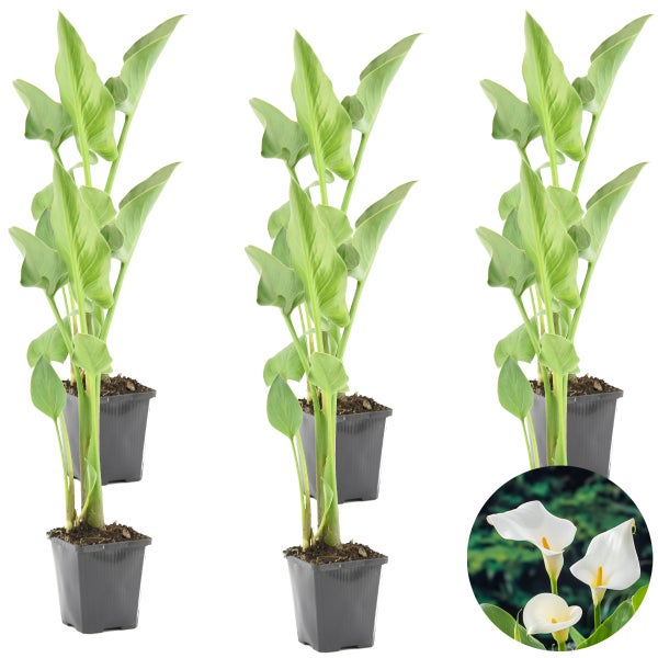 Weißer Aronstab | Zantedeschia 'Aethiopica' 6x - Teichpflanze im Gartentopf ⌀9 cm - ↕15 cm