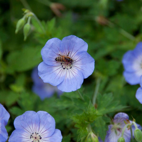 Bloomique - Geranium Johnsons Blue - Storchschnabel - Blaue Blüten - Winterhart - Höhe 10-20 cm - Topf 9x9 cm