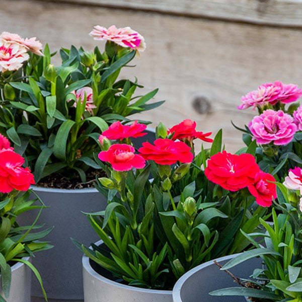 Technische Zeichnung eines Wand-WCs mit Maßangaben