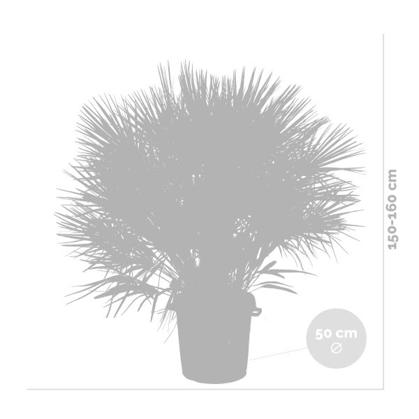 Chamaerops Humilis - Europäische Zwergpalme - Palme - Winterhart - ⌀50 cm - ↕150-160 cm