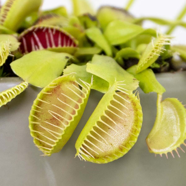 Bloomique - Dionaea Muscipula - Venusfliegenfalle - Fleischfressende Pflanzen - Höhe 10-15 cm - Topf 12 cm