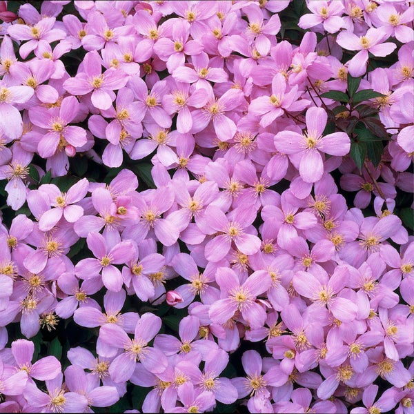 Bloomique - Clematis Montana Rubens - Waldrebe - Hellrosa - Kletterpflanzen - Gartenpflanzen - Winterhart - 50-70 cm Hoch - Topf 15 cm