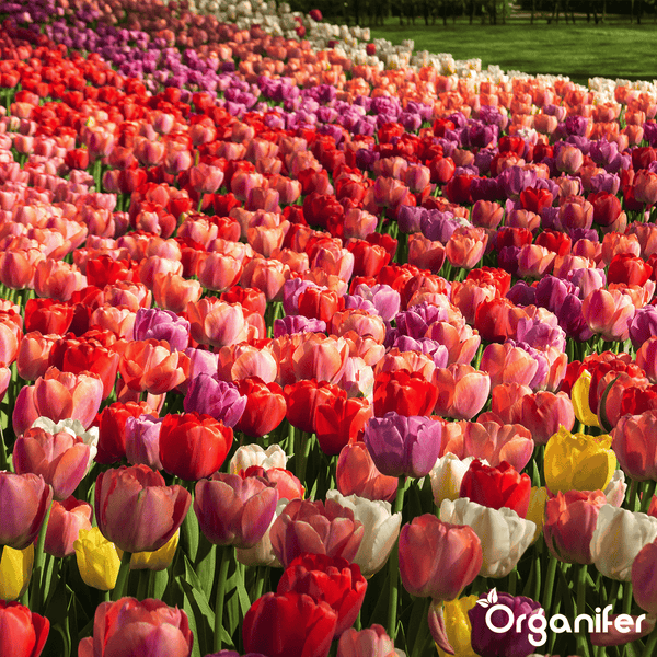 100 Tulpenzwiebeln - 5 farbenfrohe Sorten (XXL-Zwiebelgröße 12 cm/+) - Organifer