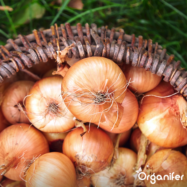Wandleuchte mit drehbarem Leuchtenkopf und runder Wandhalterung.