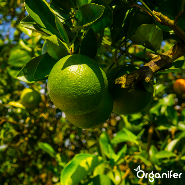 Limetten an einem Limettenbaum mit Blättern und Organifer Logo