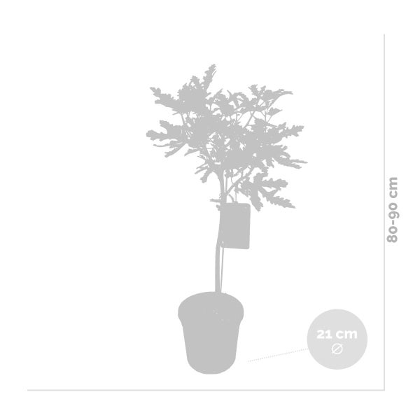 Bloomique - Ficus Carica Brown Turkey - Feigenbaum - Obstbäume - Gartenpflanzen - Winterhart - 80-100 cm Hoch - Topf 21 cm