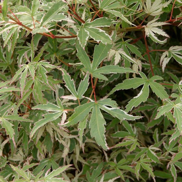 Bloomique - Acer Palmatum Butterfly - Japanischer Ahorn - Buntes Laub - Gartenpflanzen - Winterhart - 40-50 cm Hoch - Topf 15 cm