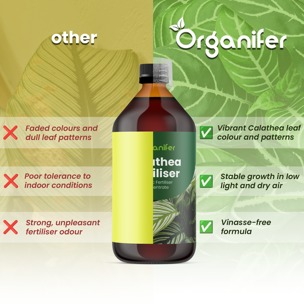 Organifer Logo. Vergleich von Calathea-Dünger: Kräftige Blattfarben, stabiles Wachstum bei wenig Licht und vinassefreie Rezeptur.