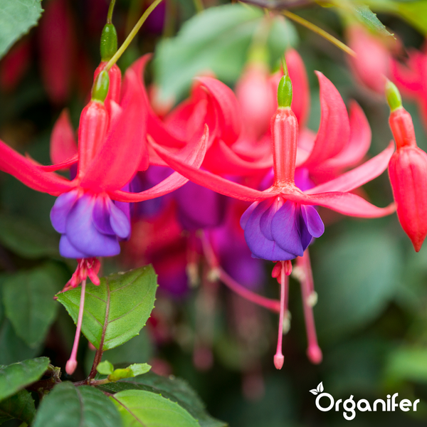 Blühende Fuchsie mit hängenden Blüten und Blättern. Organifer Logo.