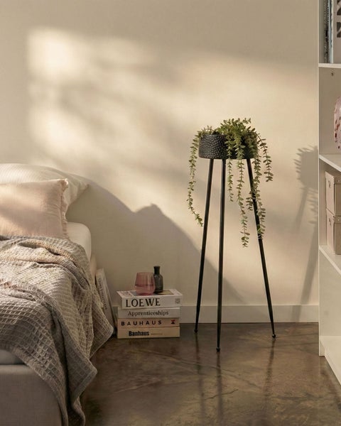 Dekorative Zimmerpflanze in einem Topf auf einem Pflanzenständer neben einem Bett