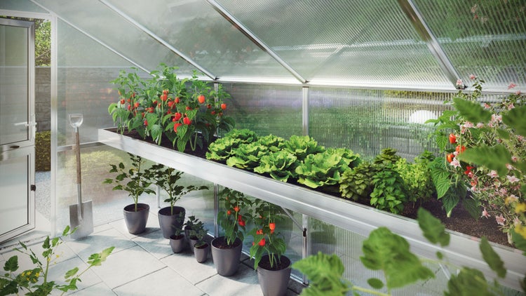 Hell eingerichtetes Gewächshaus aus Aluminium und Polycarbonat mit Paprika, Salat und Kräutern in Pflanztischen und Töpfen sowie einem Spaten.