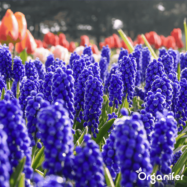100 Muscari Armeniacum Zwiebeln (XXL-Zwiebelgröße 9/10 cm) - Organifer