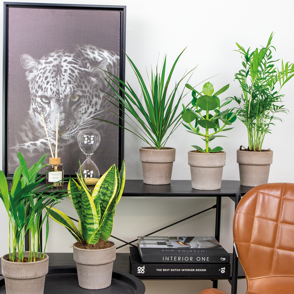 5x Pflegefreundliche Mischung – Chamaedorea-Sansevieria-Clusia-Dypsis-Dracaena – ⌀12 cm - ↕20-45 cm