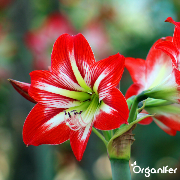 Amaryllisblüte mit rot-weiß gestreiften Blütenblättern am Stiel, Organifer Logo