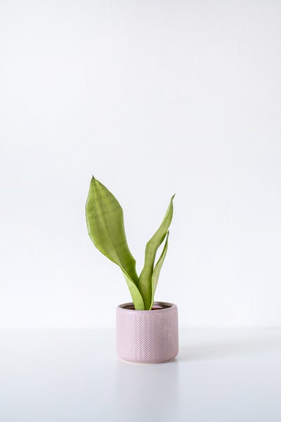 Sansevieria 'Moonshine' pro Action | Zimmerpflanze im Grower's Pot cm9 cm - ↕20-30 cm