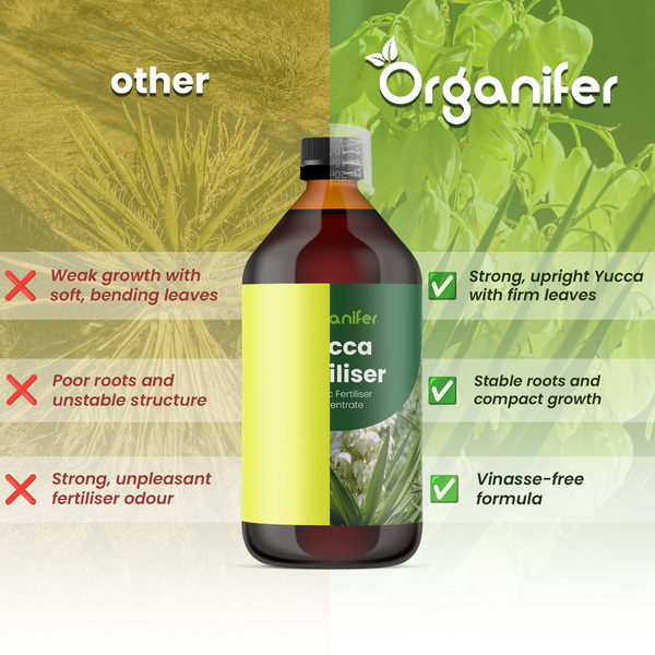 Vergleich von Organifer Yucca Dünger: Kräftiges, aufrechtes Wachstum, stabile Wurzeln und vinassefreie Rezeptur gegenüber anderen Produkten.