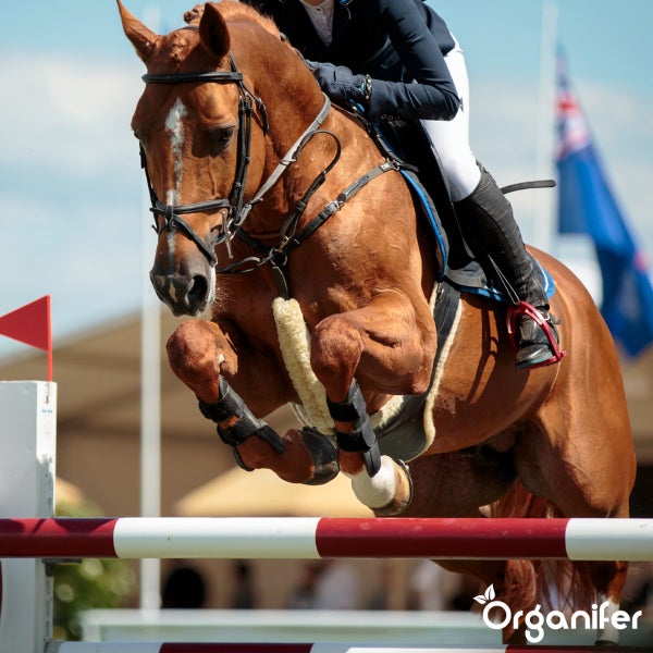 Pferd mit Reiter springt über ein Hindernis