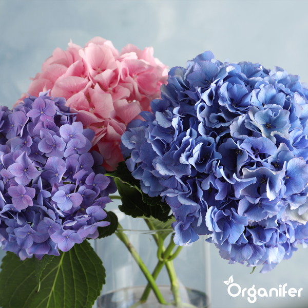 Drei Hortensienblüten in Rosa, Blau und Violett mit grünen Blättern in einer Vase, Organifer Logo.