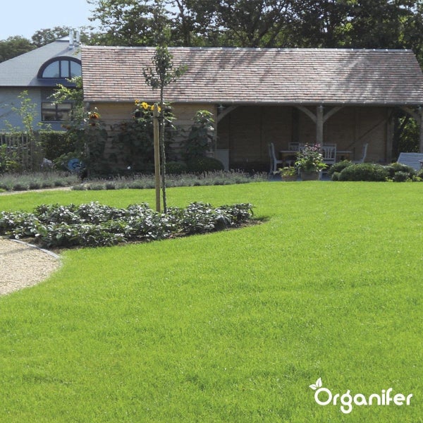 Gepflegter Garten mit sattgrünem Rasen, einem kreisförmigen Beet um einen kleinen Baum und einem hölzernen Gartenhaus im Hintergrund.