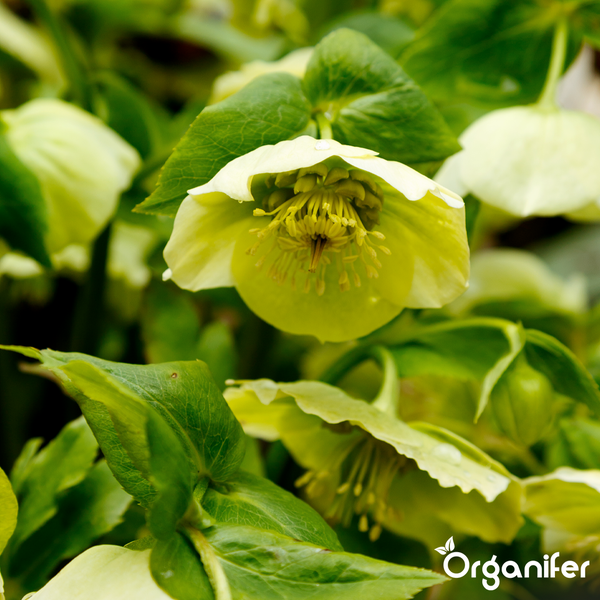 Nahaufnahme einer blühenden rosa Helleborus mit Staubblättern und Blättern. Organifer Logo.