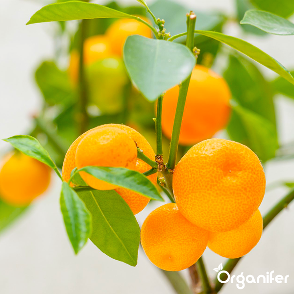 Nahaufnahme eines Calamondin-Baums mit reifen Früchten und grünen Blättern. Organifer Logo.
