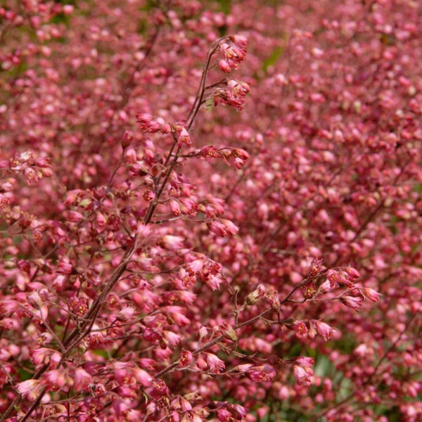 Szene mit einem Rattansofa mit Kissen, einem Hocker und einem Teppich im Freien