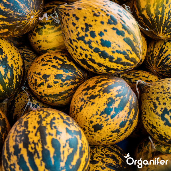 Kirkagac-Melonen mit gelber Schale und dunklen Flecken. Organifer Logo.