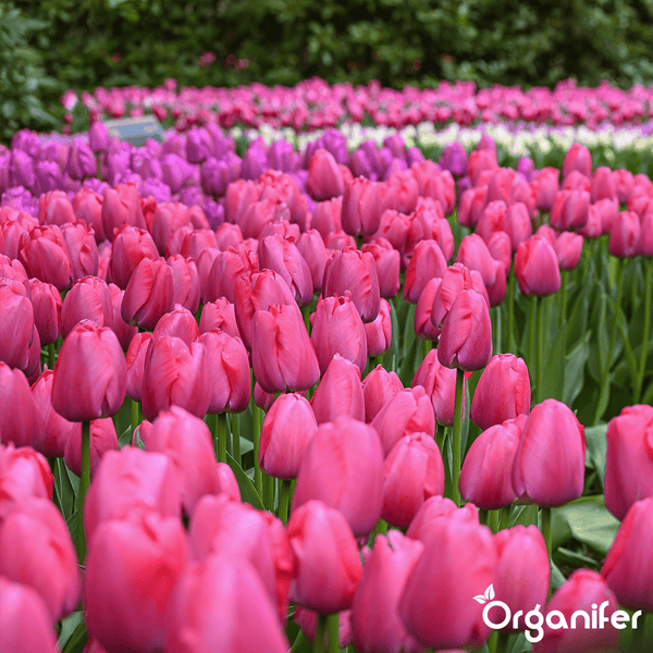 100 Tulpenzwiebeln - 5 farbenfrohe Sorten (XXL-Zwiebelgröße 12 cm/+) - Organifer