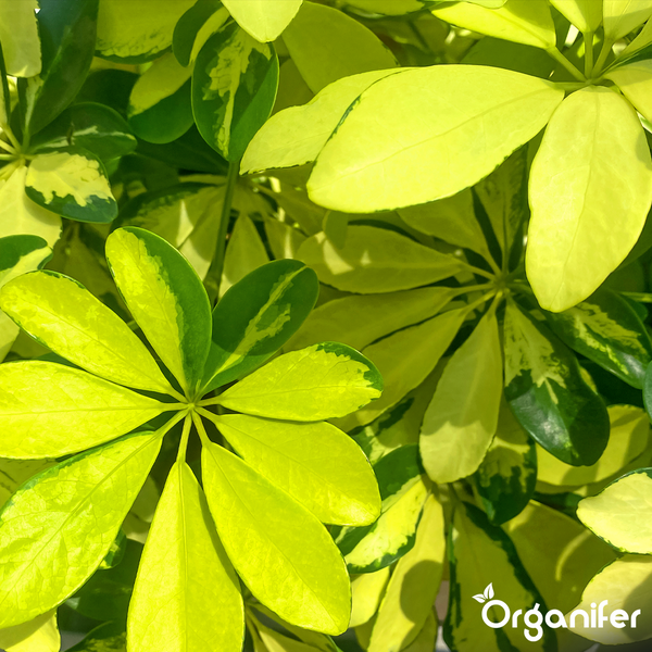 Strahlenaralie Schefflera arboricola mit panaschierten Blättern. Organifer Logo.