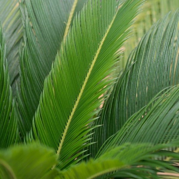 Tee-Adventskalender mit floralem Design und dem Schriftzug Du bist mein Verbündeter, mein Vertrauter, mein bester Freund und meine große Liebe.