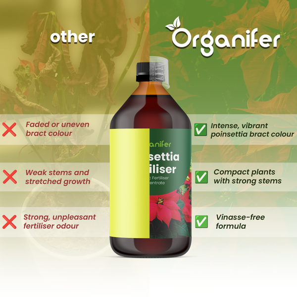 Vergleich von Organifer Weihnachtsstern Dünger mit anderen Marken: Vorteile wie intensive Farbe, kräftige Stiele und vinassefreie Formel.