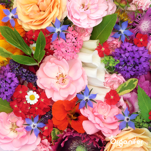 Essbare Blumen Saatgutpaket - 11 Arten - Organifer