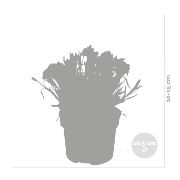 3x Dianthus diantica 'Early Love' - Nelke - Einjährig - Bienenfreundlich – ⌀10,5 cm - ↕10-15 cm
