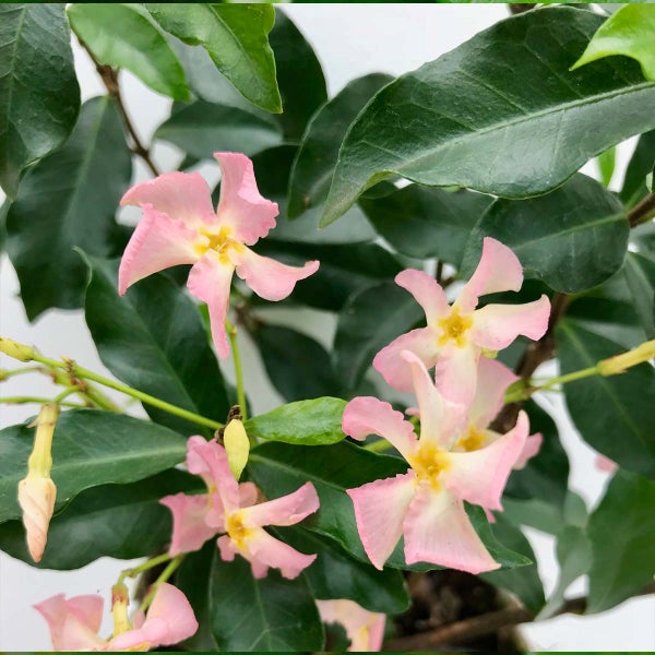 3x Trachelospermum 'Pink Showers' – Toskanischer Jasmin – Schlingpflanze – ⌀9 cm - ↕15-20 cm