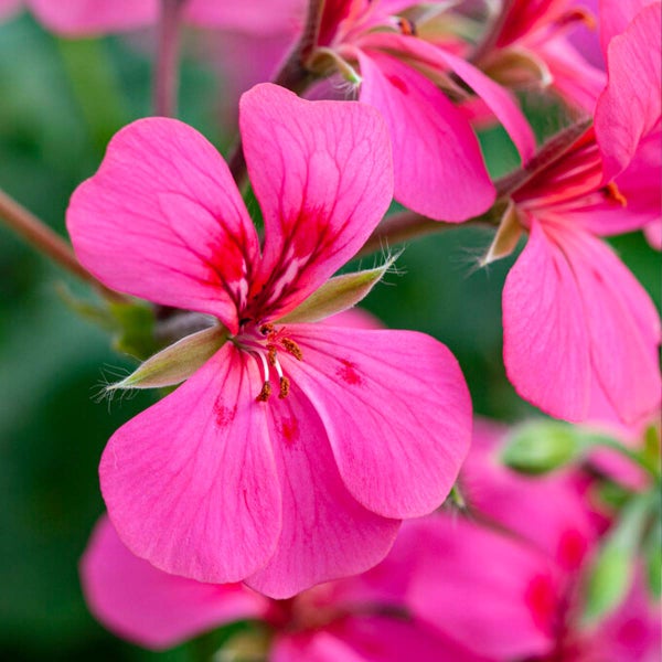 6x Pelargonium peltatum Mix hängend - Geranie - einjährig - schläfrig – ⌀10,5 cm - ↕15-20 cm