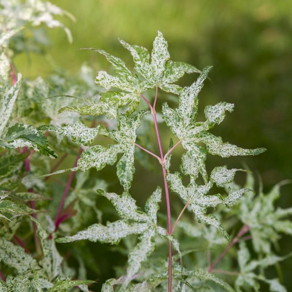 Acer 'Ukigumo' - Japanischer Ahorn - Strauch - Pflegeleicht - ⌀13 cm - 30-35 cm